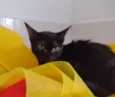 Nala