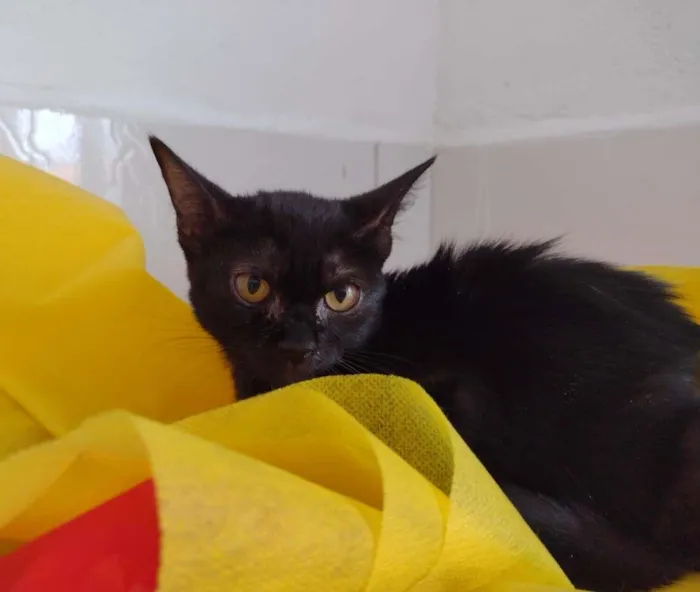 Gato ra a SRD idade 7 a 11 meses nome Nala