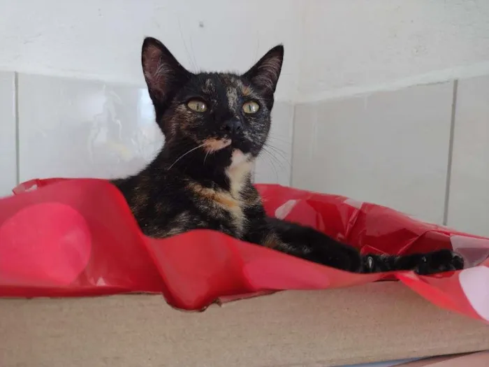 Gato raça SRD-ViraLata idade 2 a 6 meses nome Penelope