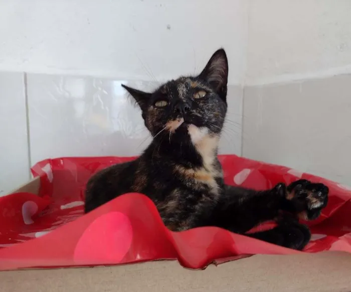 Gato raça SRD-ViraLata idade 2 a 6 meses nome Penelope