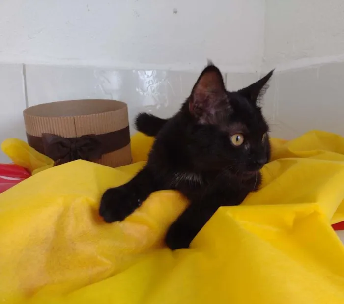 Gato ra a SRD idade 2 a 6 meses nome Shayene