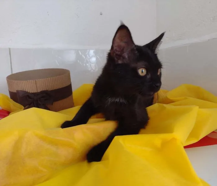 Gato ra a SRD idade 2 a 6 meses nome Shayene