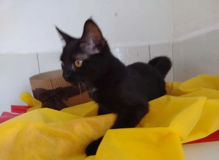 Gato ra a SRD idade 2 a 6 meses nome Shayene