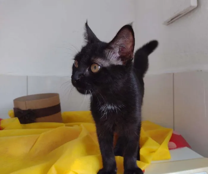 Gato ra a SRD idade 2 a 6 meses nome Shayene