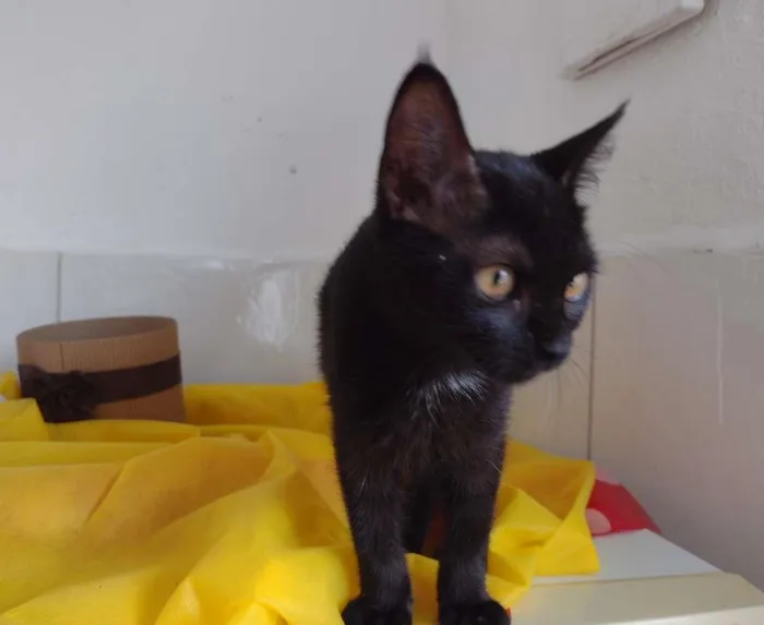 Gato ra a SRD idade 2 a 6 meses nome Shayene