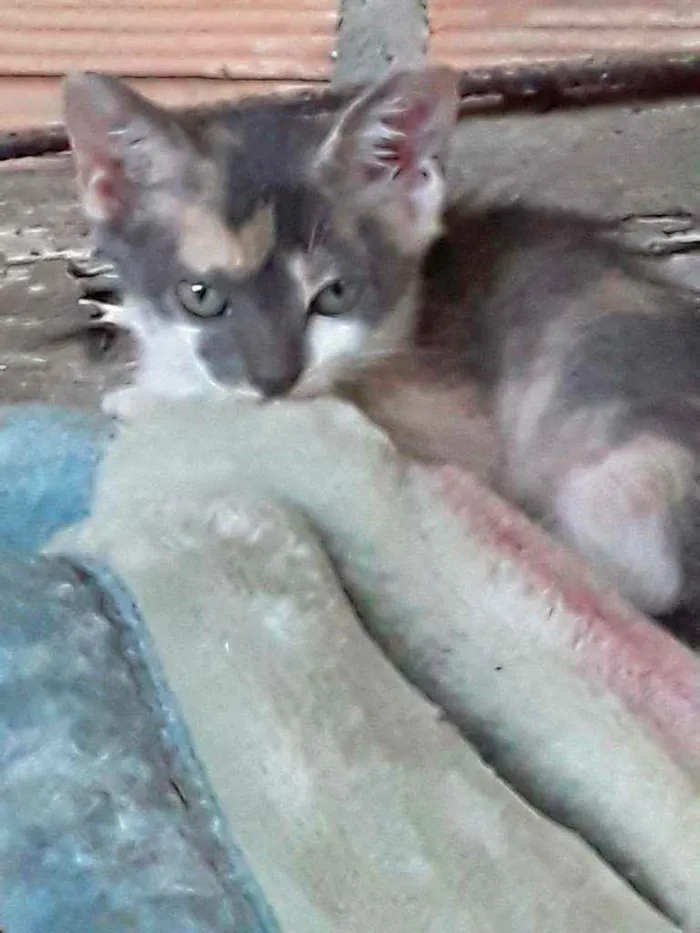 Gato ra a Srd idade 2 a 6 meses nome Cylla