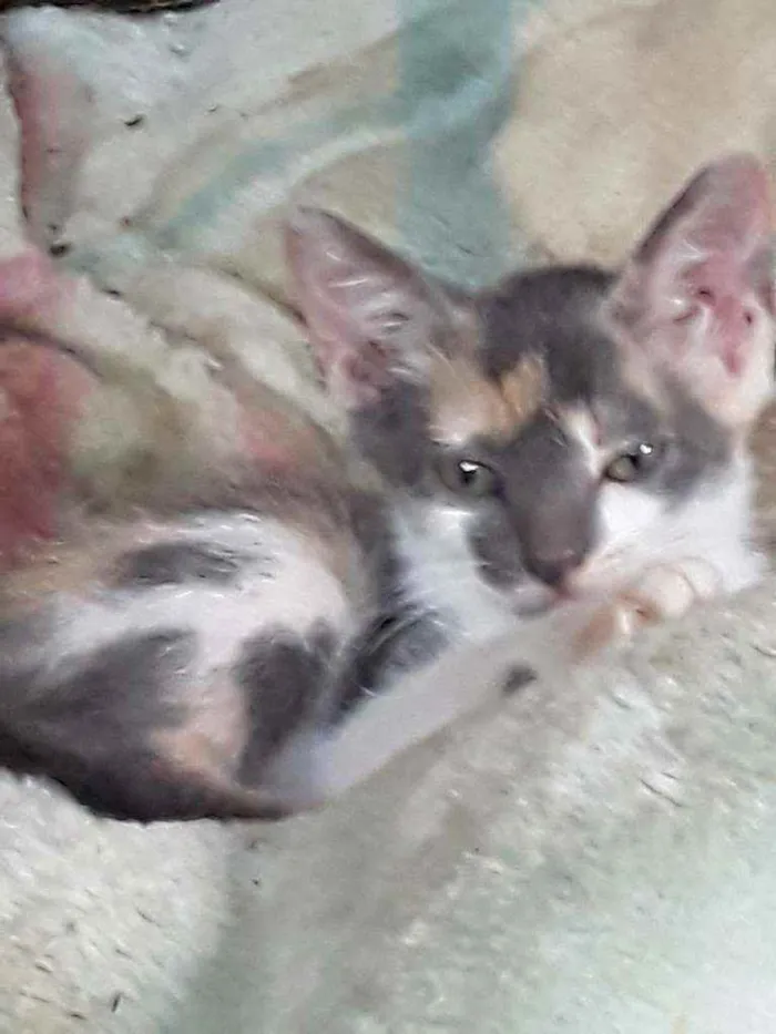 Gato ra a Srd idade 2 a 6 meses nome Cylla