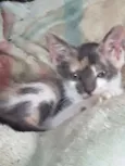Cylla