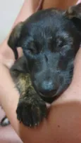 Cachorro raça Srd idade 2 a 6 meses nome Nina
