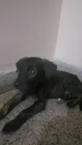 Cachorro raça Srd idade 2 a 6 meses nome Nina