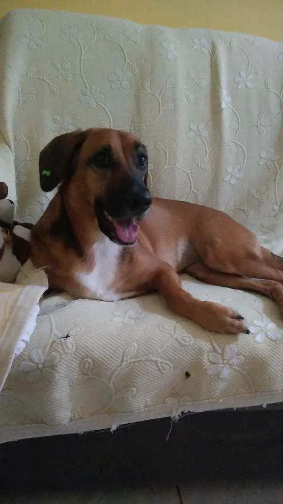 Cachorro ra a Vira-lata idade 1 ano nome Lola