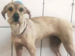 Cachorro raça Mestiça Shnauzer idade 1 ano nome Belinha