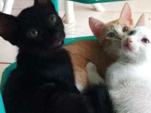 Gato raça  idade 2 a 6 meses nome Sem Nome 