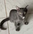 Fumaça 