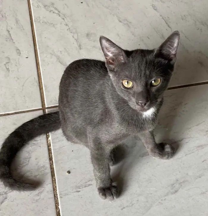 Gato ra a Srn idade 2 a 6 meses nome Fumaça 