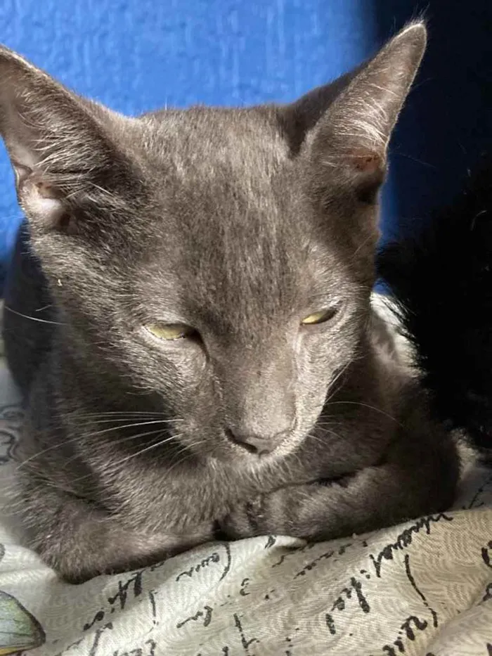 Gato ra a Srn idade 2 a 6 meses nome Fumaça 