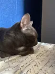 Fumaça 