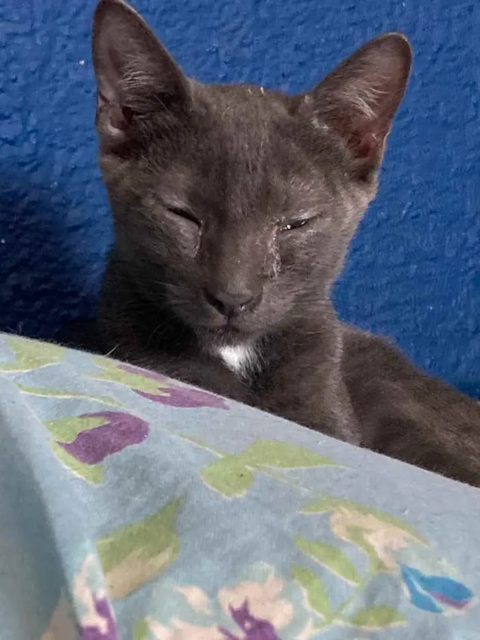 Gato ra a Srn idade 2 a 6 meses nome Fumaça 