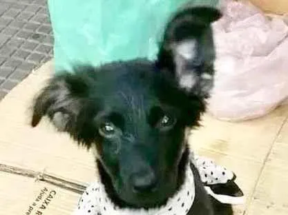 Cachorro raça  idade  nome Helena Bebezinha