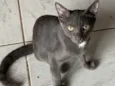 Fumaça 