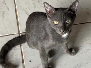 Gato raça Srn idade 2 a 6 meses nome Fumaça 