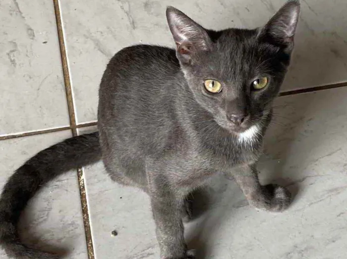 Gato ra a Srn idade 2 a 6 meses nome Fumaça 