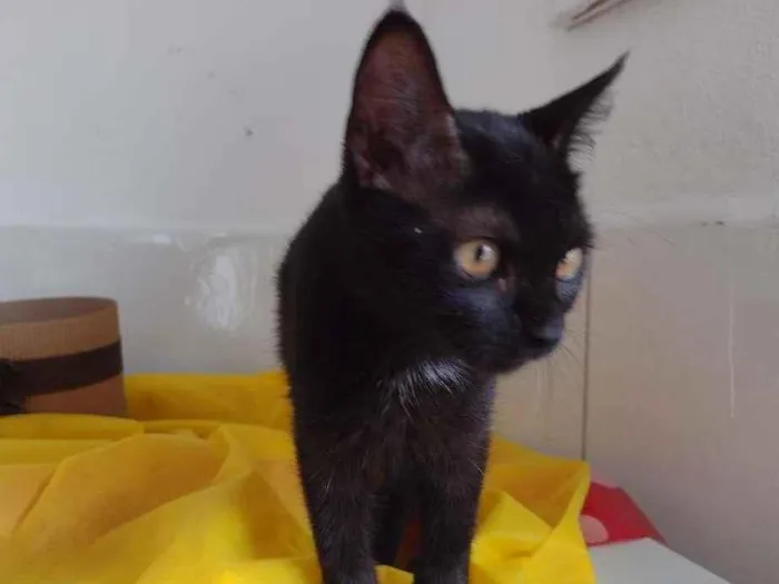 Gato ra a SRD idade 2 a 6 meses nome Shayene