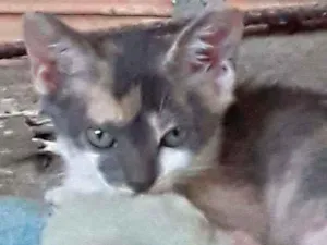 Gato raça Srd idade 2 a 6 meses nome Cylla