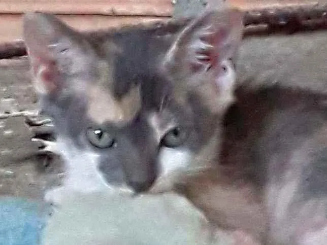 Gato ra a Srd idade 2 a 6 meses nome Cylla