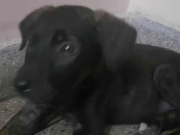 Cachorro raça Srd idade 2 a 6 meses nome Nina