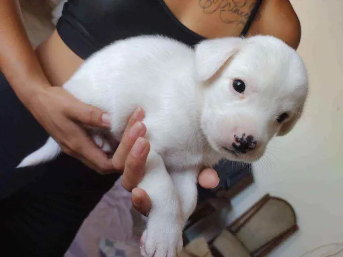 Cachorro ra a Vira-latas  idade Abaixo de 2 meses nome Cachorrinhos 