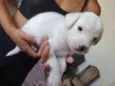 Cachorrinhos