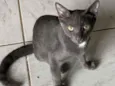 Fumaça 
