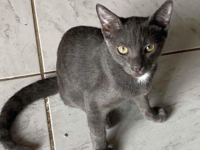 Gato ra a Srn idade 2 a 6 meses nome Fumaça 