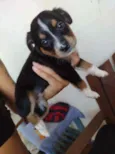 Cachorrinhos