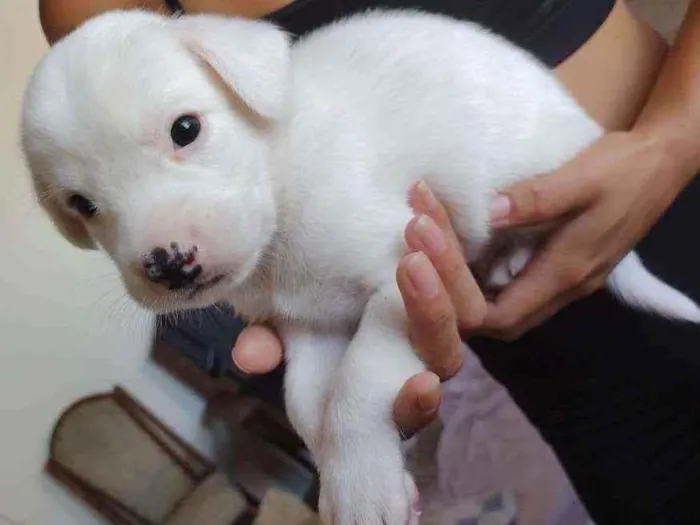 Cachorro ra a Vira-latas  idade Abaixo de 2 meses nome Cachorrinhos 