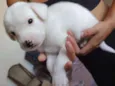 Cachorrinhos