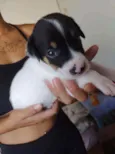 Cachorrinhos