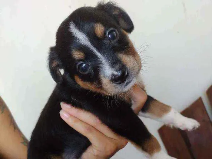 Cachorro ra a Vira-latas  idade Abaixo de 2 meses nome Cachorrinhos 