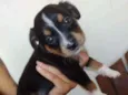 Cachorrinhos