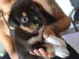 Cachorrinhos
