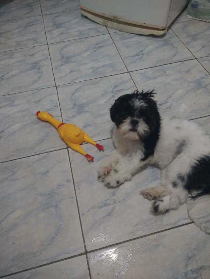 Cachorro ra a Shi Tzu idade 7 a 11 meses nome Bento