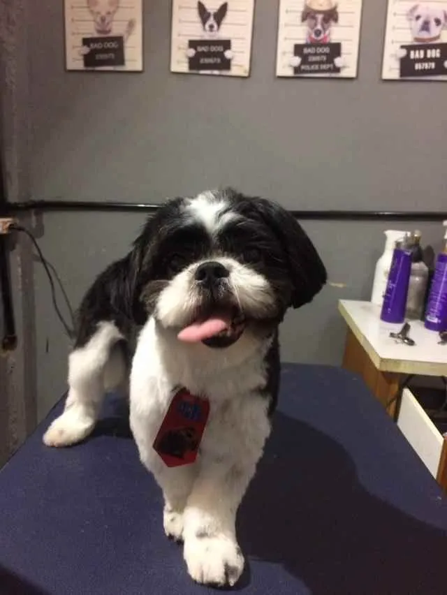 Cachorro ra a Shi Tzu idade 7 a 11 meses nome Bento