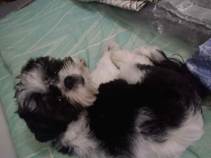 Cachorro ra a Shi Tzu idade 7 a 11 meses nome Bento