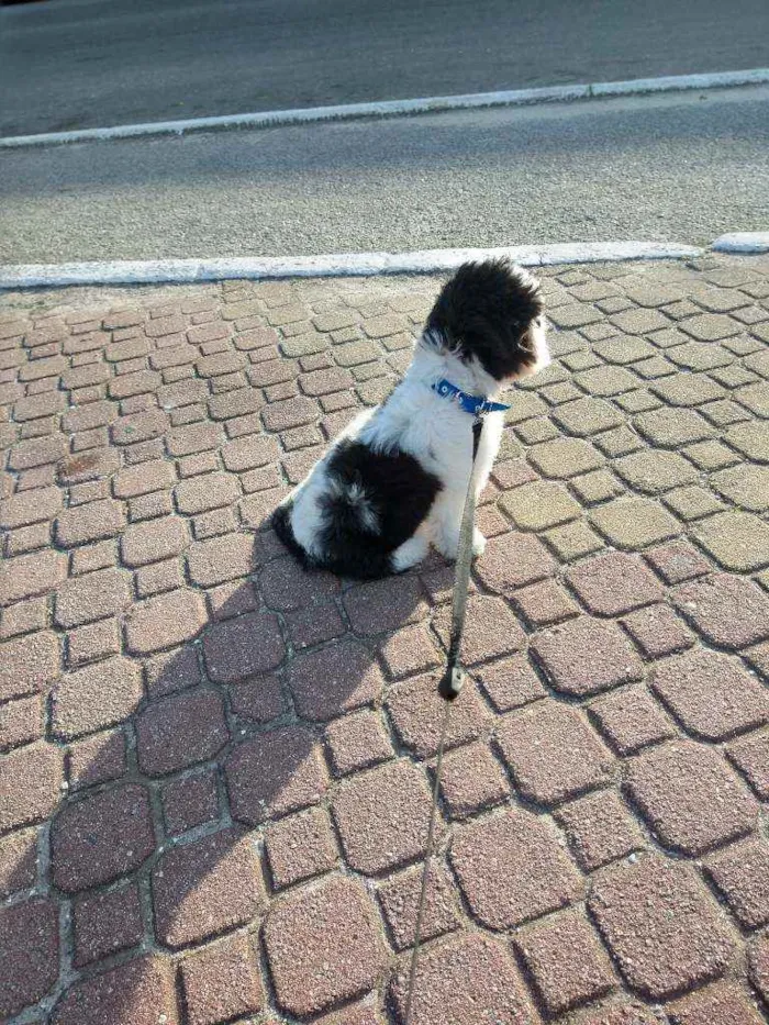 Cachorro ra a Shi Tzu idade 7 a 11 meses nome Bento