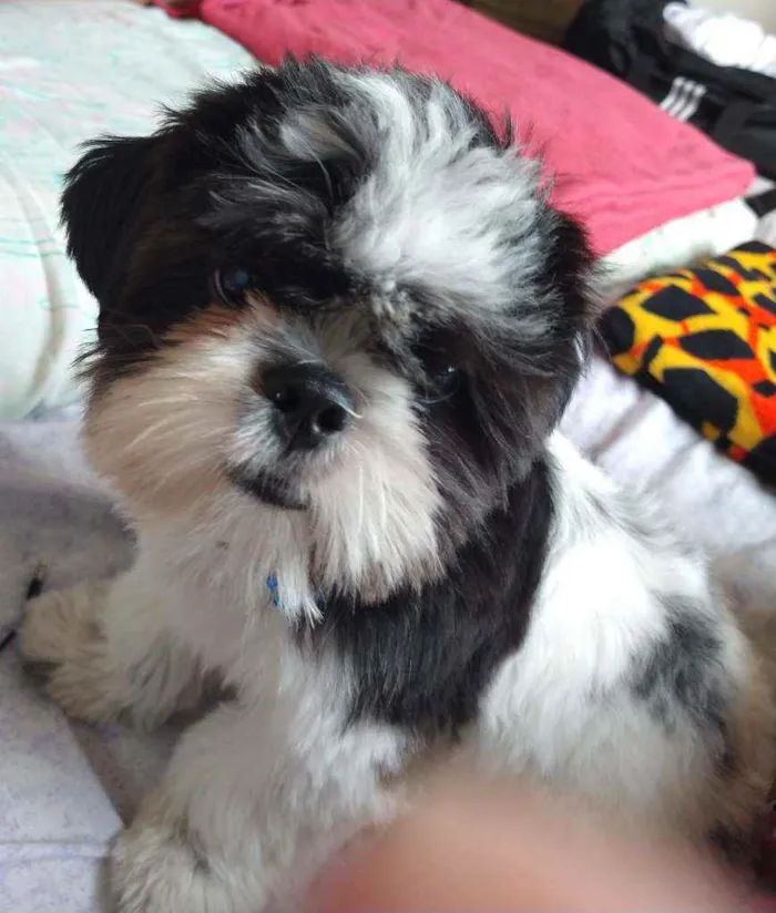 Cachorro ra a Shi Tzu idade 7 a 11 meses nome Bento