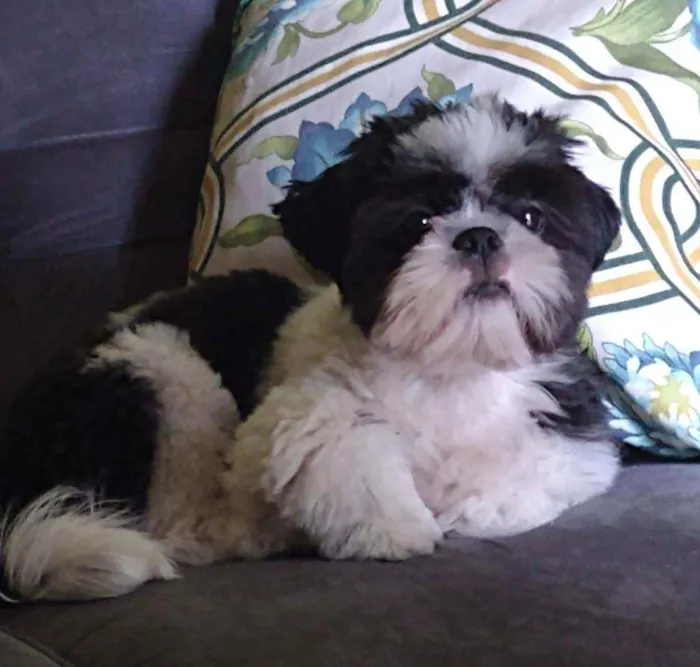 Cachorro ra a Shi Tzu idade 7 a 11 meses nome Bento