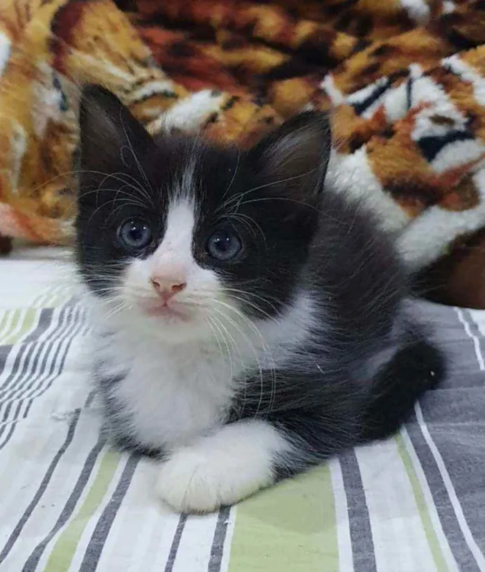 Gato ra a SRD idade 2 a 6 meses nome .