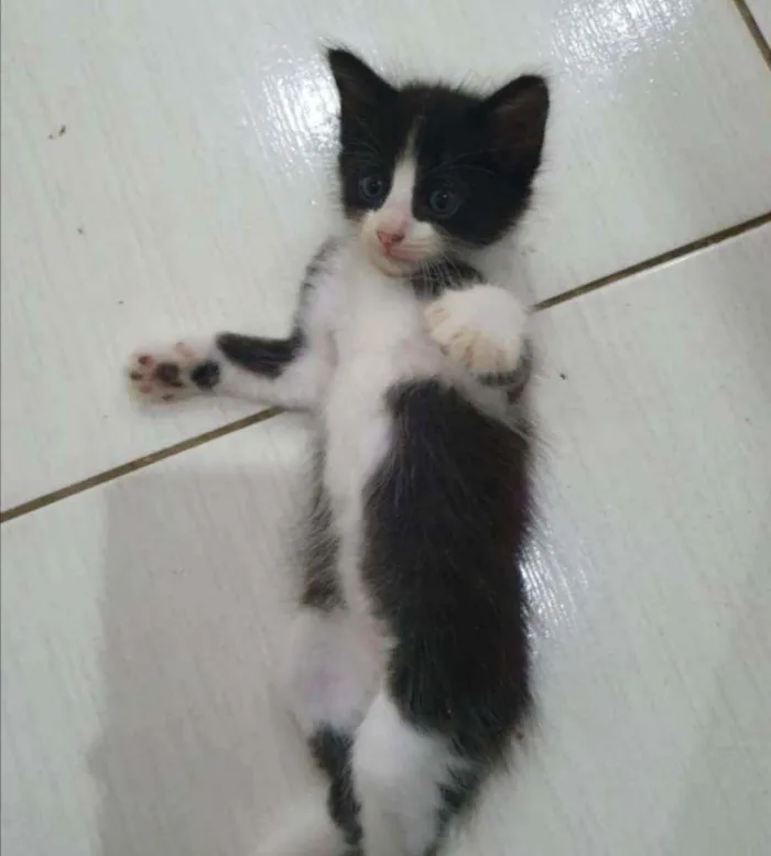 Gato ra a SRD idade 2 a 6 meses nome .