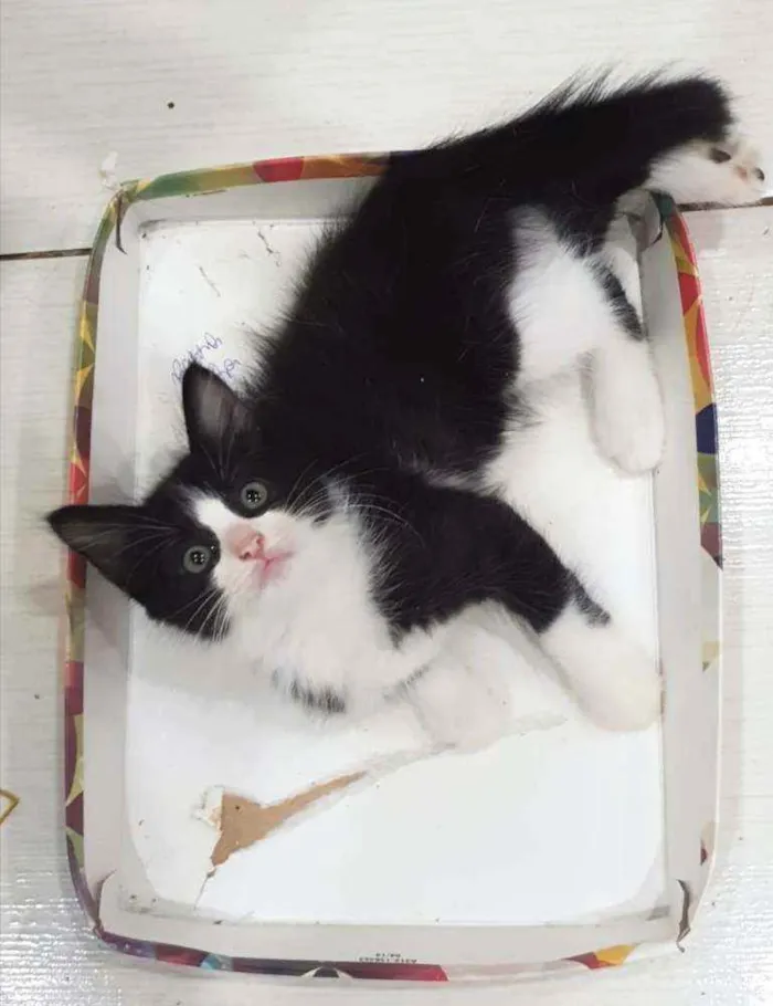 Gato ra a SRD idade 2 a 6 meses nome .